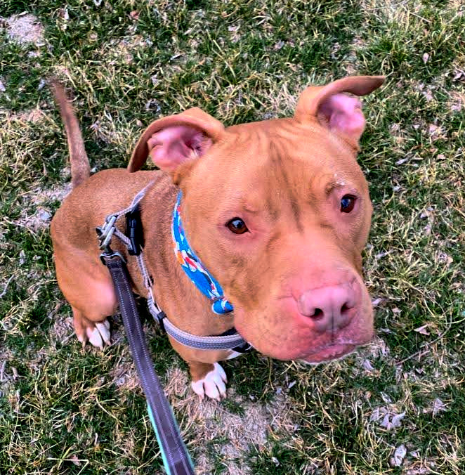 Dog For Adoption Micah A Pit Bull Terrier In Kansas City Mo Petfinder