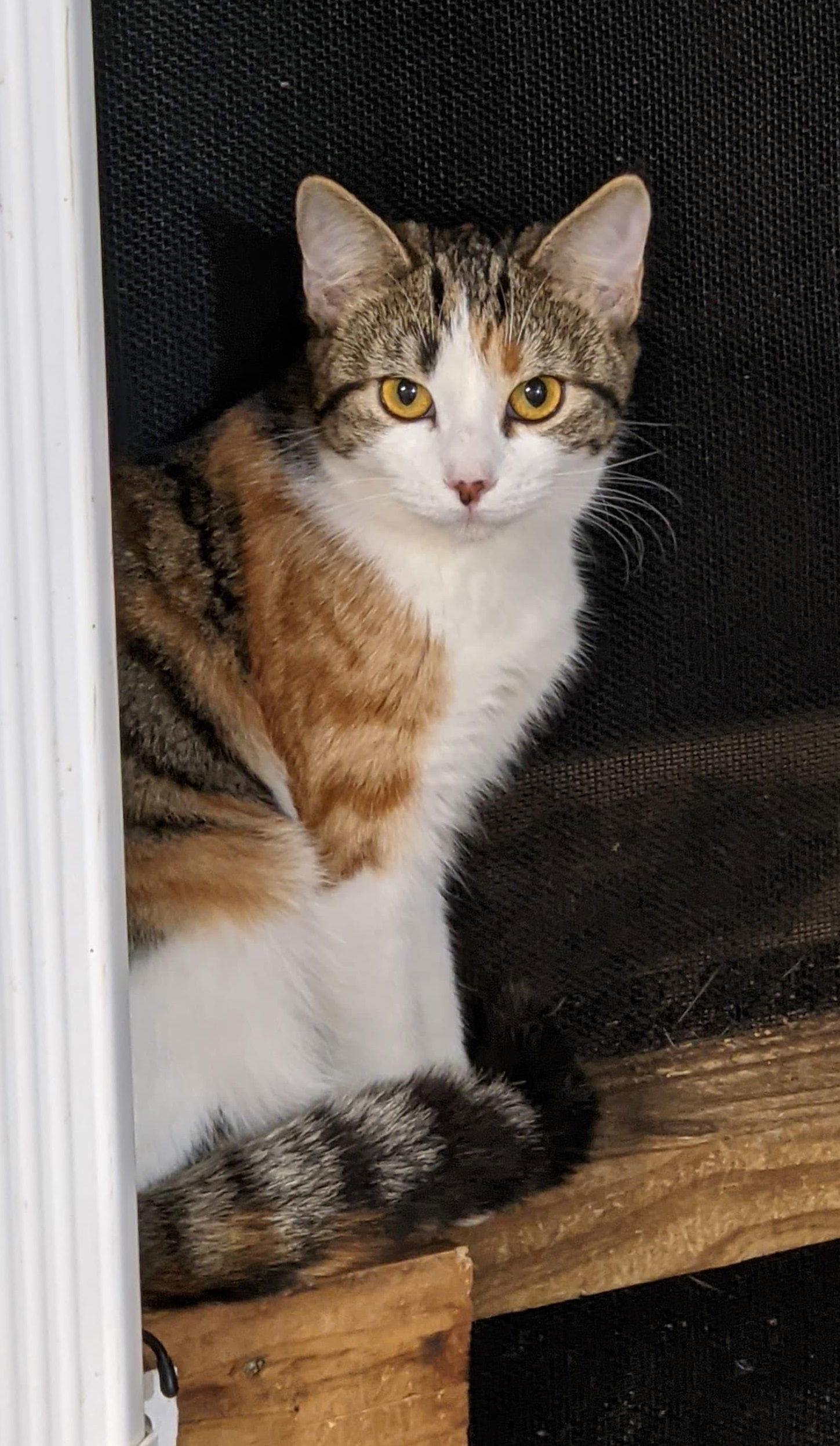 ATHENA, an adoptable Domestic Short Hair in Flint Hill, VA, 22627 | Photo Image 1