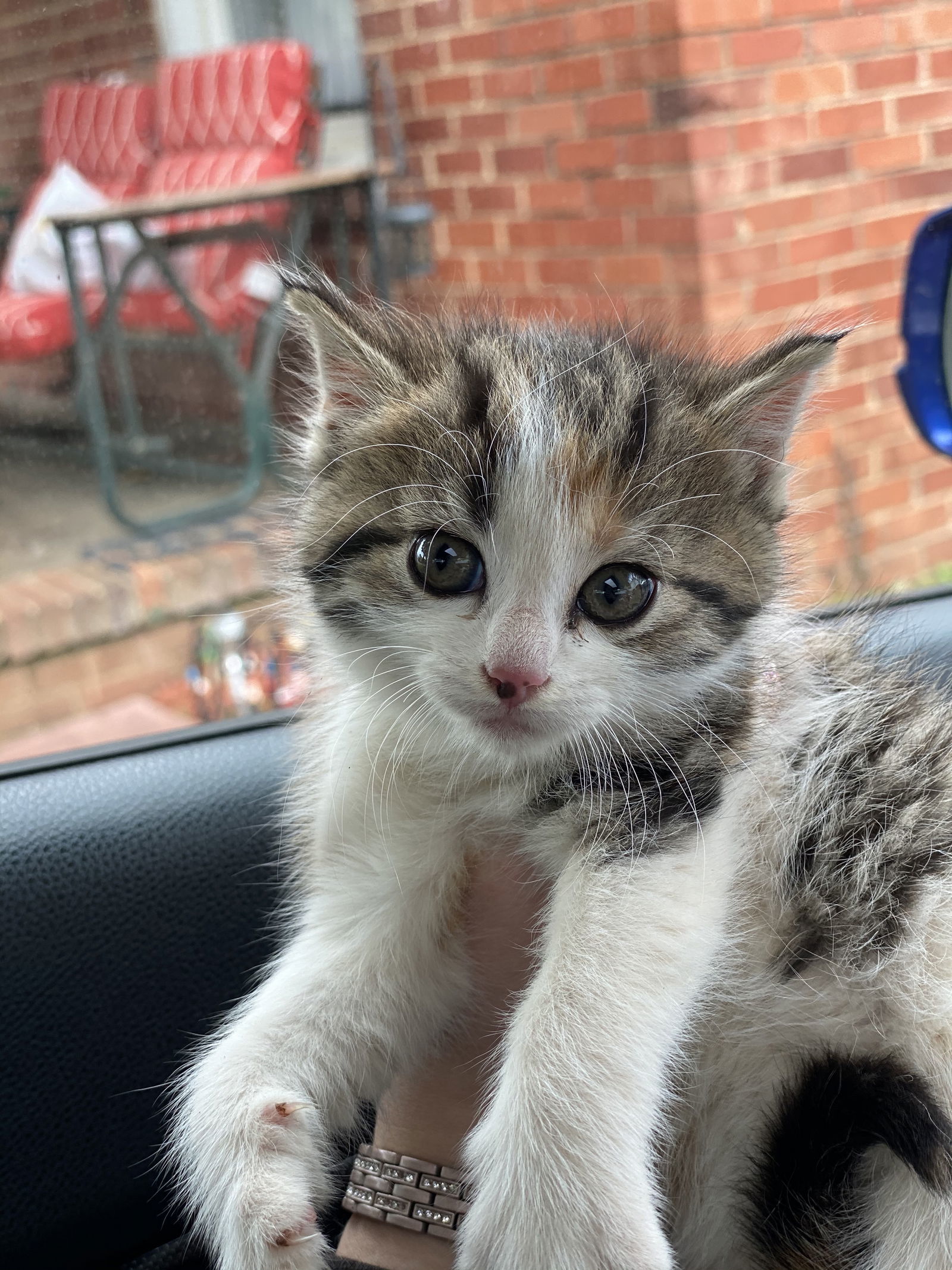 ATHENA, an adoptable Domestic Short Hair in Flint Hill, VA, 22627 | Photo Image 2