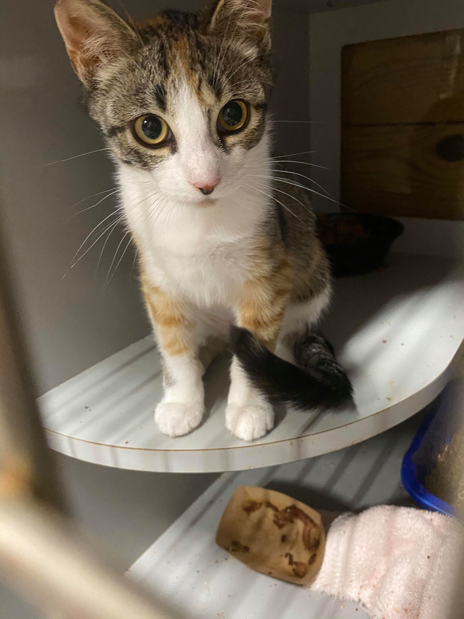 SAPPHIRE, an adoptable Domestic Short Hair in Flint Hill, VA, 22627 | Photo Image 1