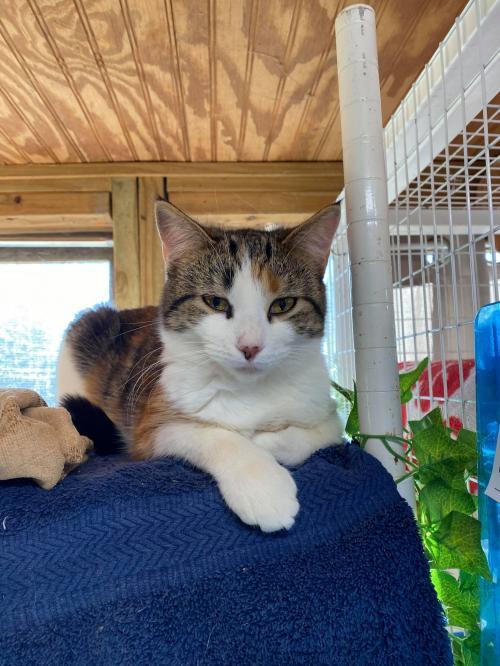 SAPPHIRE, an adoptable Domestic Short Hair in Flint Hill, VA, 22627 | Photo Image 2