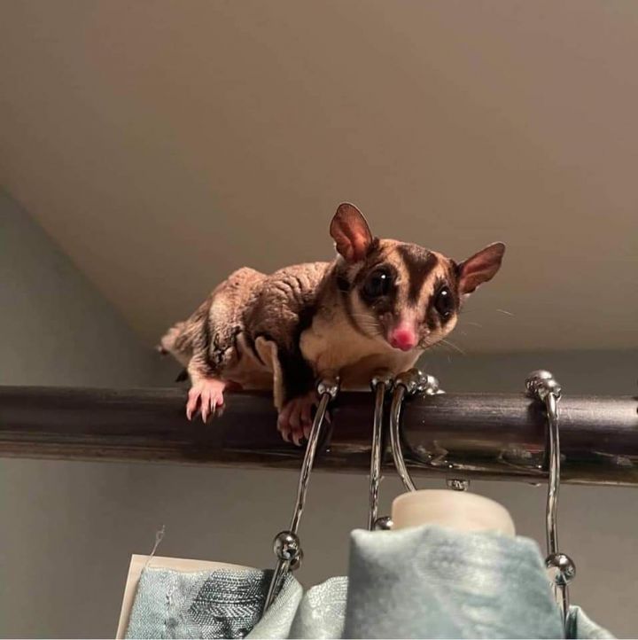 Sugar Glider for adoption Sugar Gliders, a Sugar Glider in River