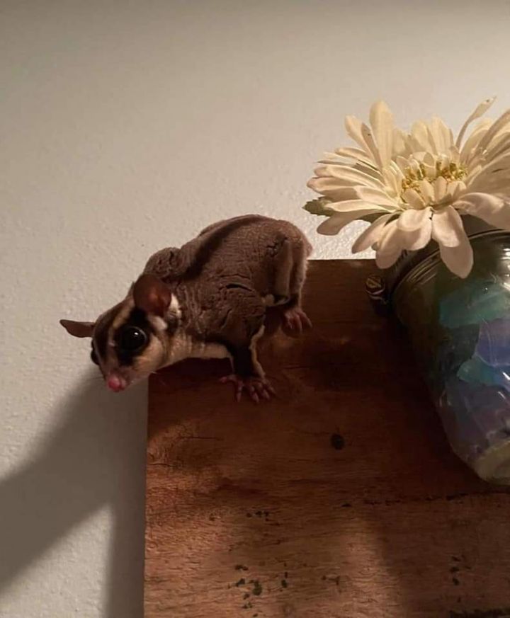 Sugar Glider for adoption Sugar Gliders, a Sugar Glider in Baldwin