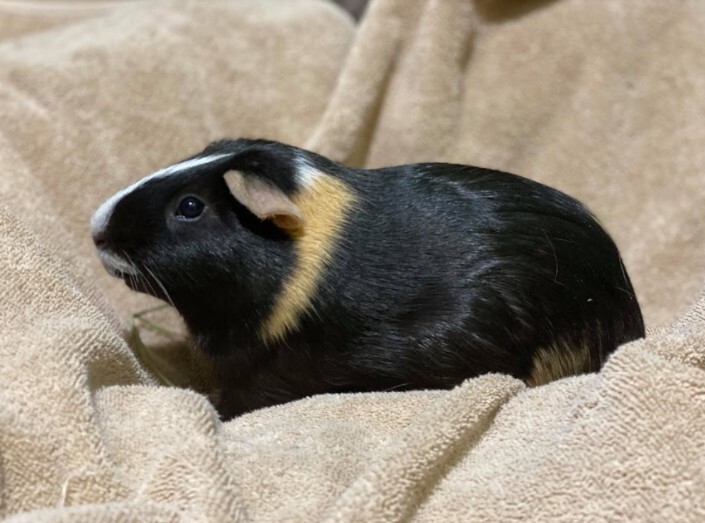 Brodo, an adopted Guinea Pig in Saint Paul, MN_image-3