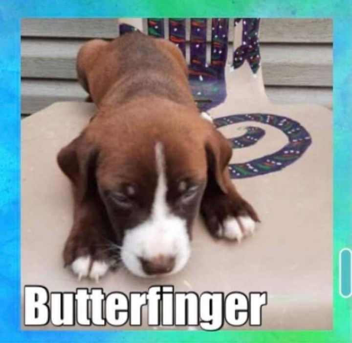 Butterfinger 1