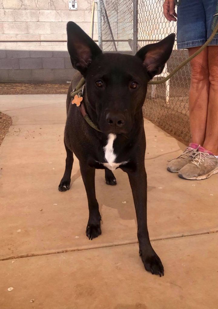 Dog For Adoption Jojo A Labrador Retriever In Lake Havasu City Az Petfinder