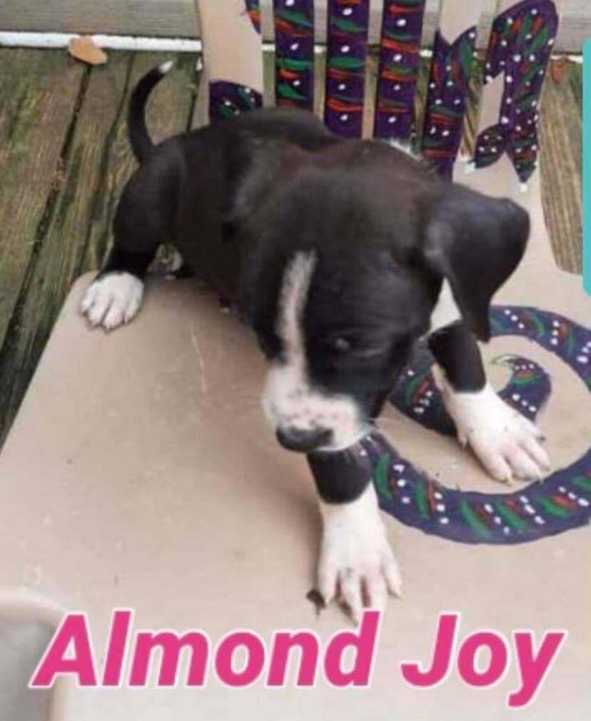 Almond Joy detail page