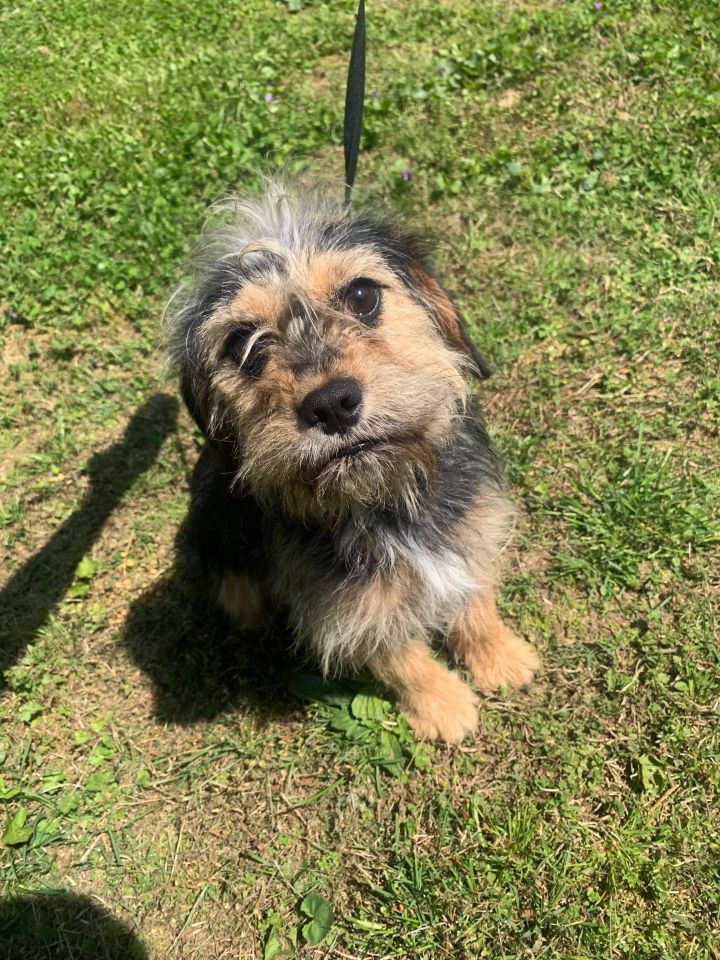 Dog For Adoption Cleo A Norfolk Terrier Mix In Chesnee Sc Petfinder