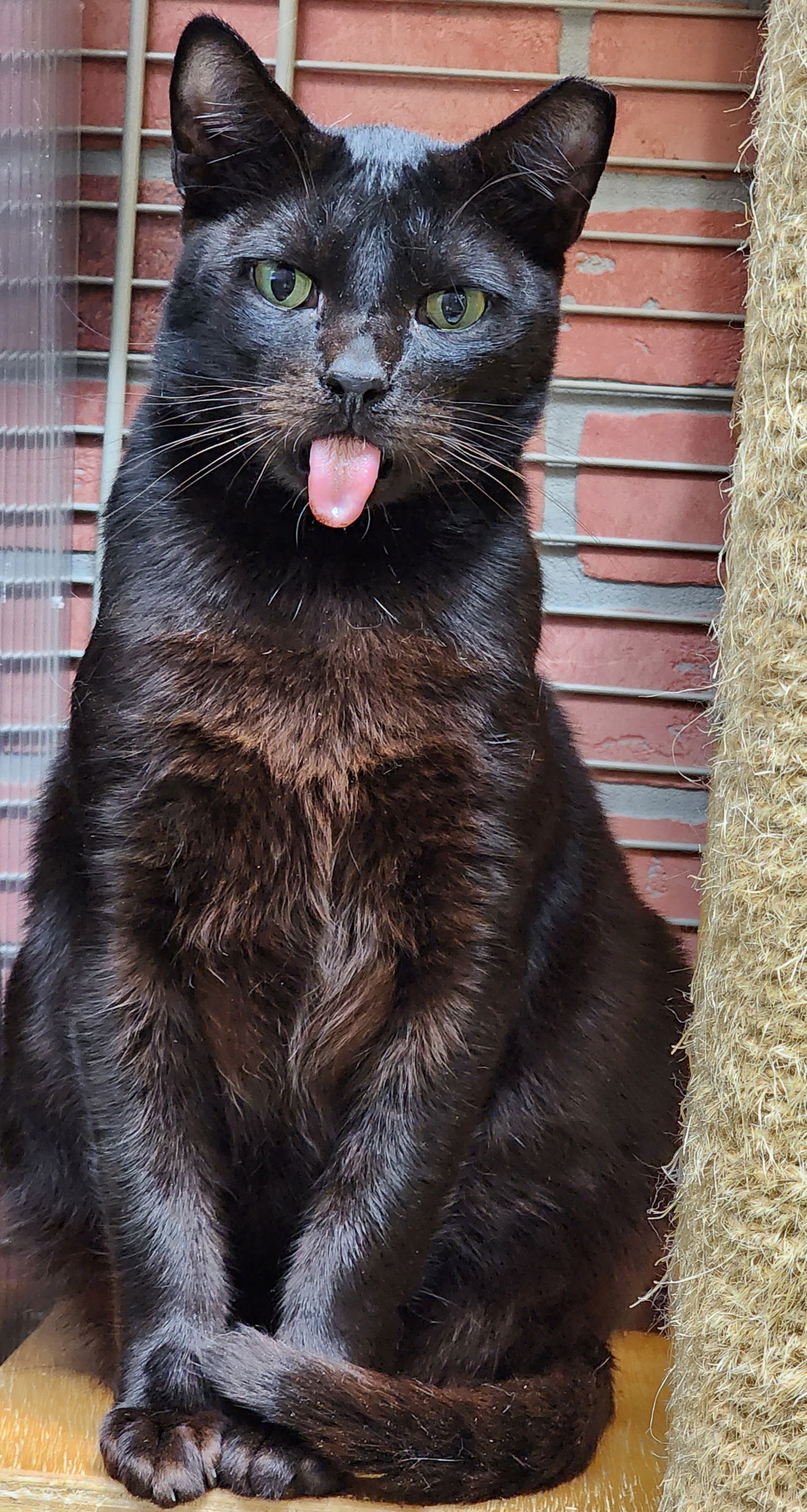 Coco Boy, an adoptable Domestic Short Hair in Margate, FL, 33068 | Photo Image 1