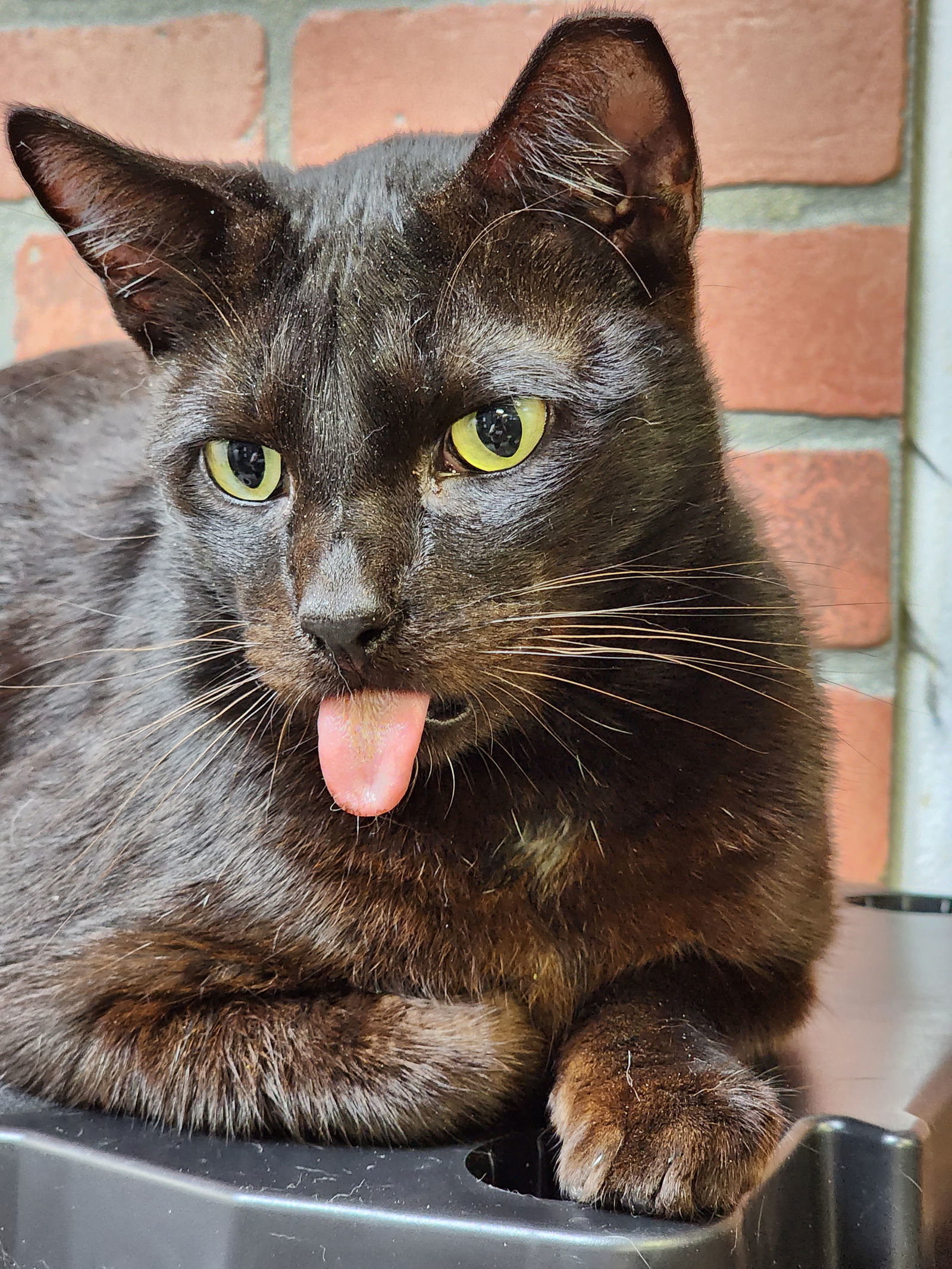 Coco Boy, an adoptable Domestic Short Hair in Margate, FL, 33068 | Photo Image 5