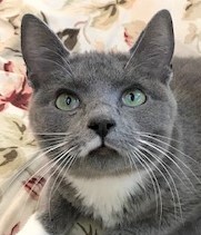 Buffy Gorgeous Loving Sweet Fluffy 1 Year Old Nebelung Tuxedo Girl detail page