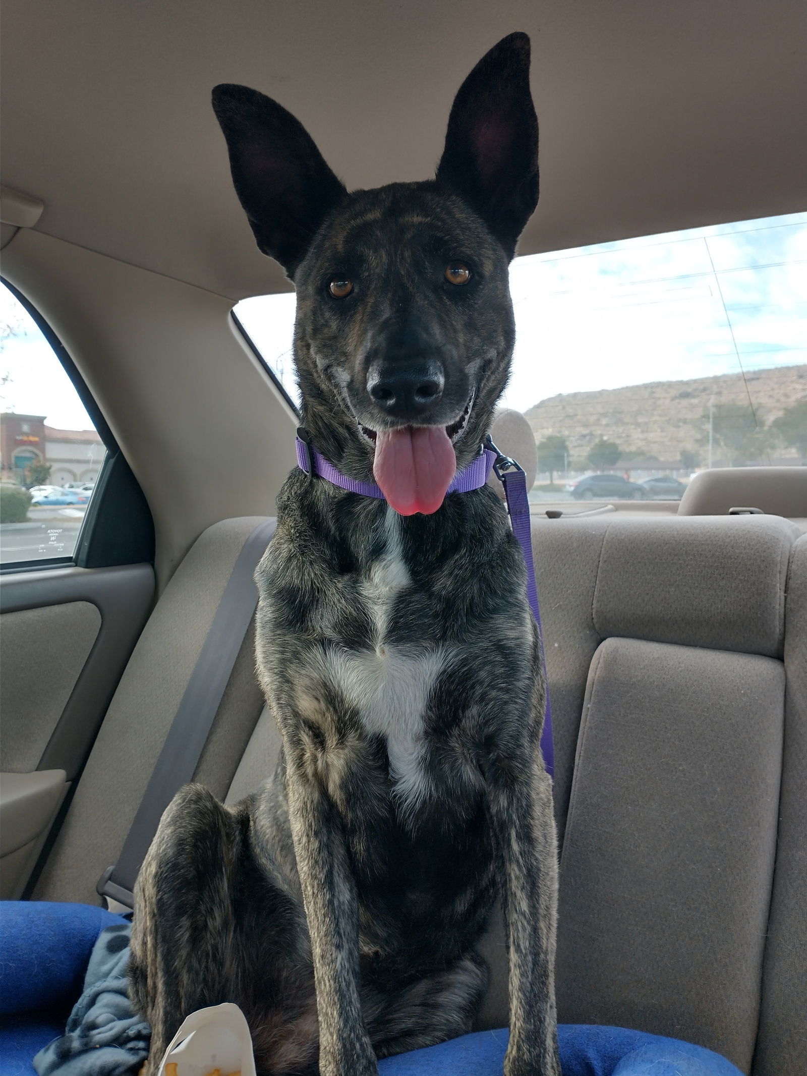 Cleo-Patra-INCREDIBLE COMPANION!, an adoptable Dutch Shepherd in Apple Valley, CA, 92307 | Photo Image 1