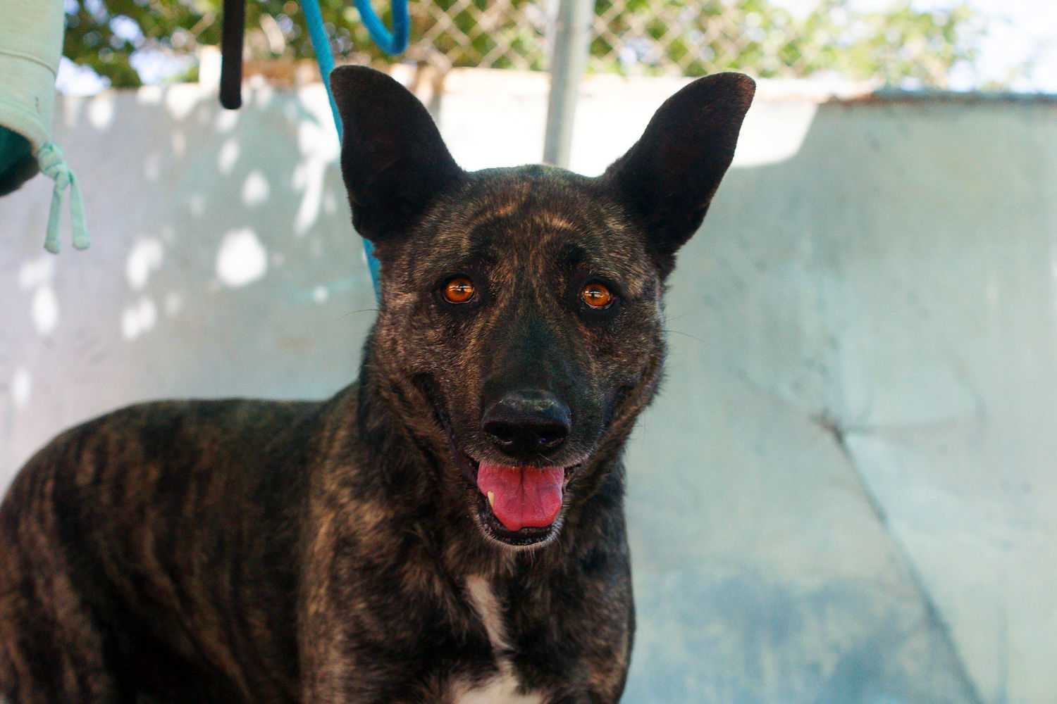 Cleo-Patra-INCREDIBLE COMPANION!, an adoptable Dutch Shepherd in Apple Valley, CA, 92307 | Photo Image 2