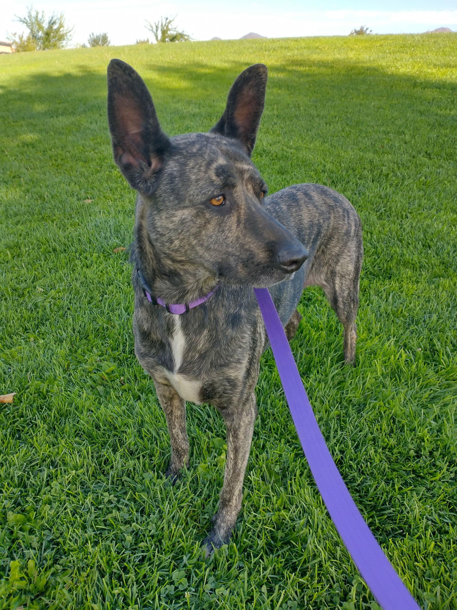 Cleo-Patra-INCREDIBLE COMPANION!, an adoptable Dutch Shepherd in Apple Valley, CA, 92307 | Photo Image 3