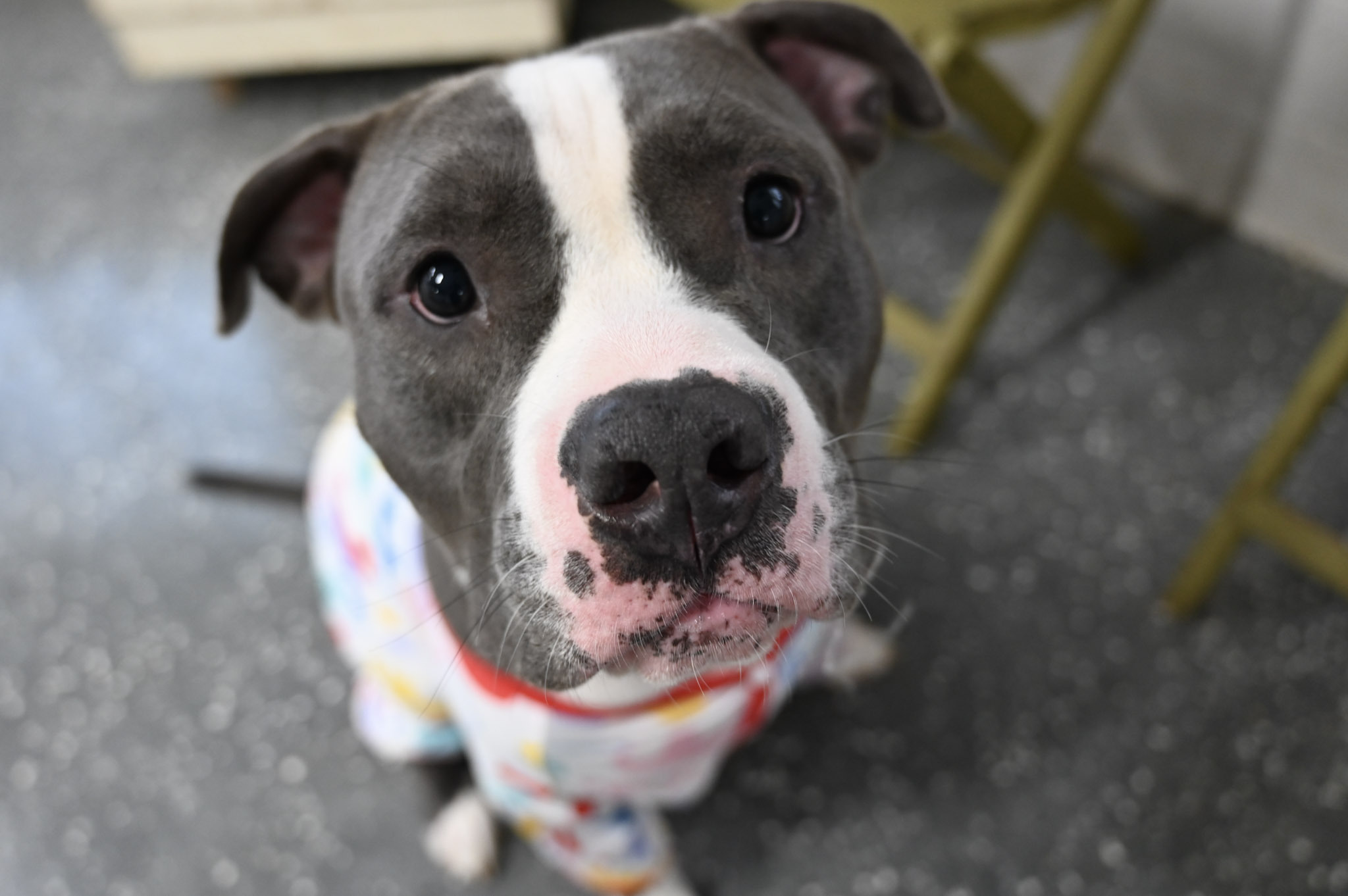 Boss, an adoptable American Staffordshire Terrier in Youngstown, OH, 44512 | Photo Image 1