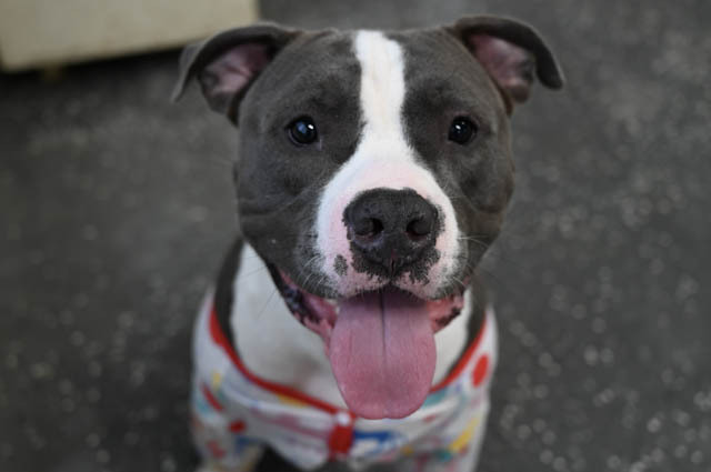 Boss, an adoptable American Staffordshire Terrier in Youngstown, OH, 44512 | Photo Image 3