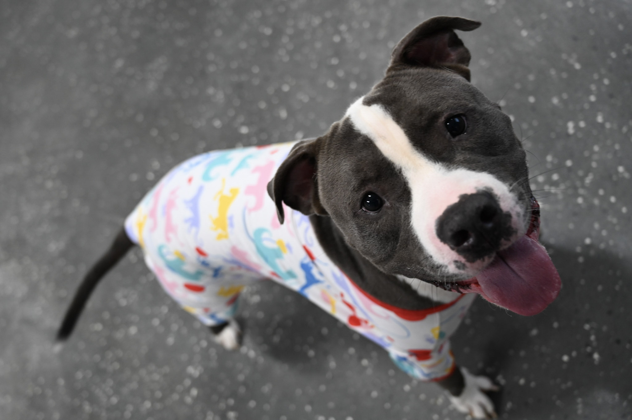 Boss, an adoptable American Staffordshire Terrier in Youngstown, OH, 44512 | Photo Image 5