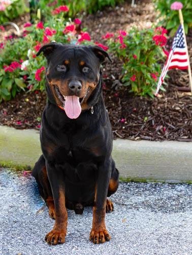 Ronnie, an adoptable Rottweiler in Sarasota, FL, 34241 | Photo Image 1