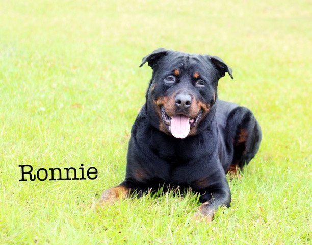 Ronnie, an adoptable Rottweiler in Sarasota, FL, 34241 | Photo Image 2