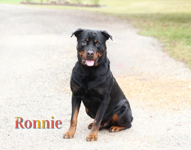 Ronnie, an adoptable Rottweiler in Sarasota, FL, 34241 | Photo Image 3