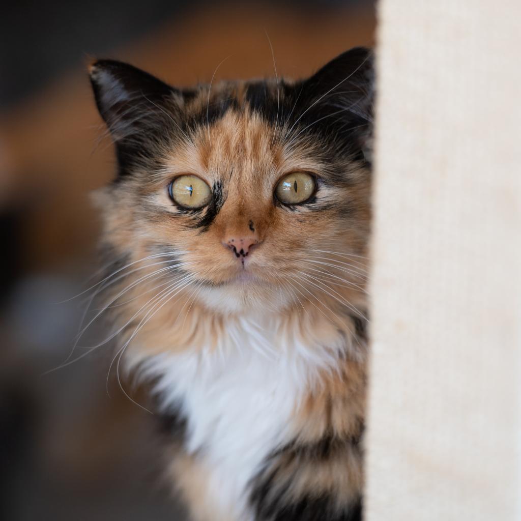 KiKi, an adoptable Domestic Medium Hair in Kanab, UT, 84741 | Photo Image 1