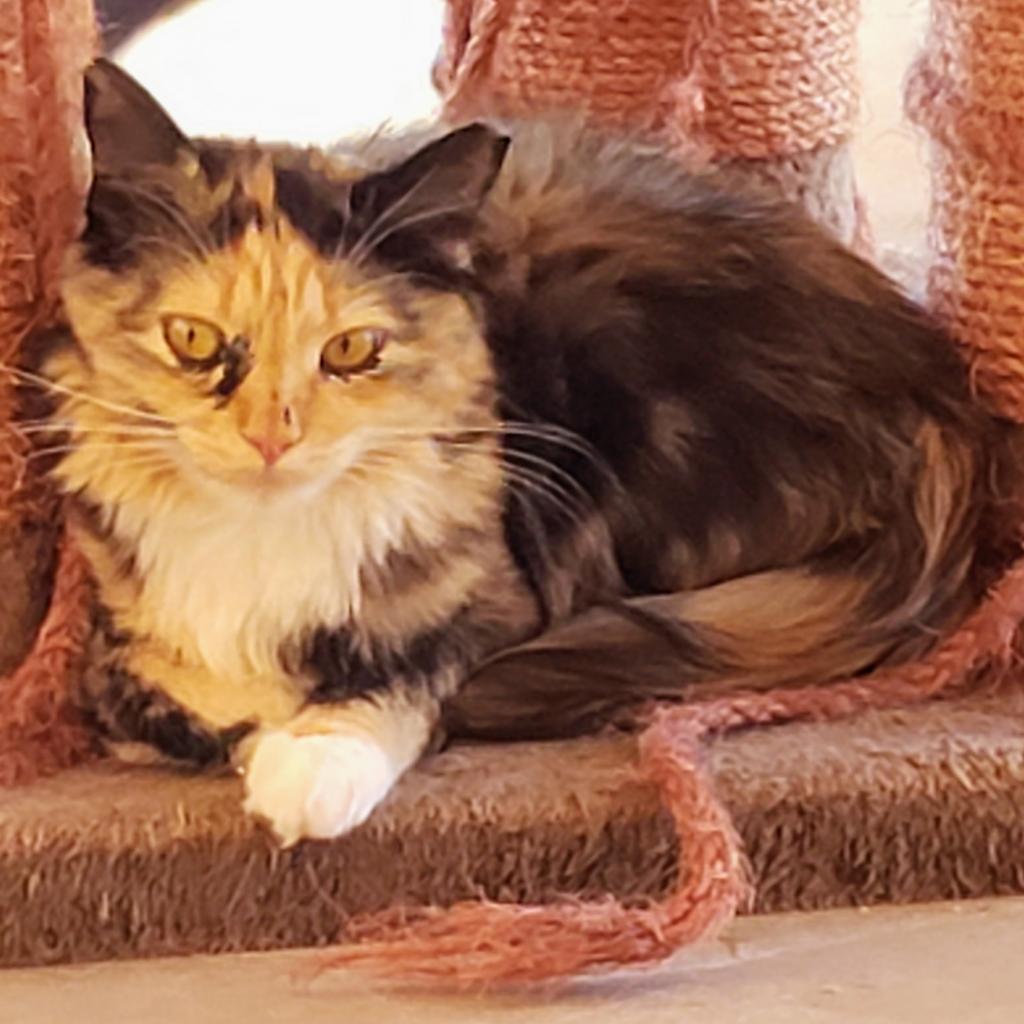 KiKi, an adoptable Domestic Medium Hair in Kanab, UT, 84741 | Photo Image 2