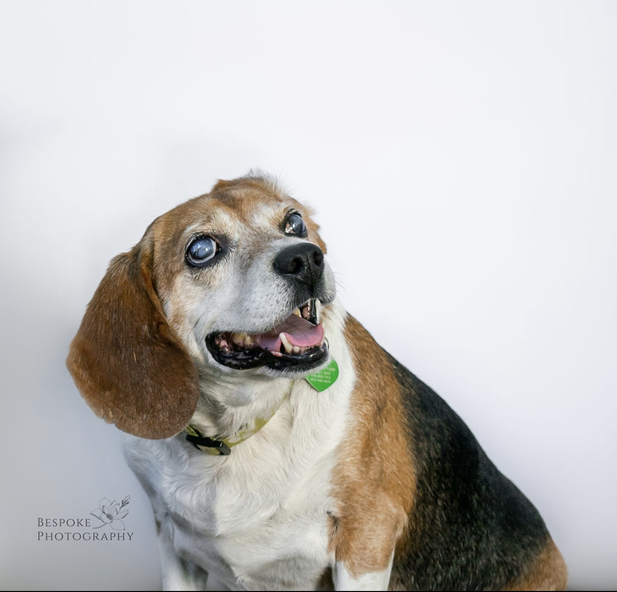 Dog For Adoption Junior A Beagle In Kansas City Mo Petfinder