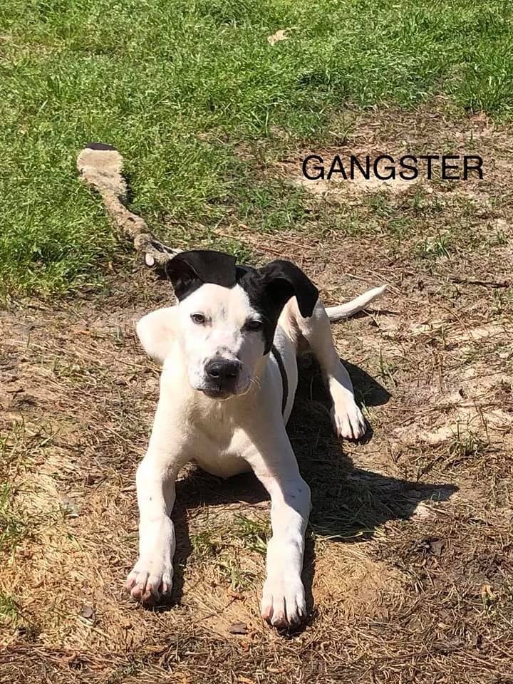Gangster 5