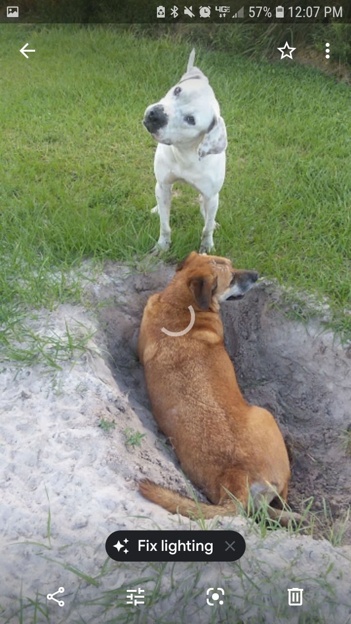 Chance, an adoptable American Bulldog in Boca Raton, FL, 33431 | Photo Image 3