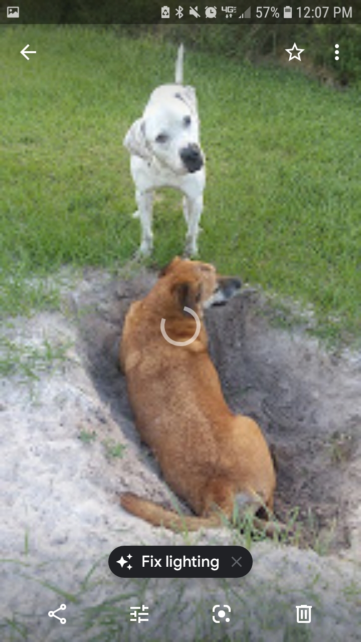 Chance, an adoptable American Bulldog in Boca Raton, FL, 33431 | Photo Image 4