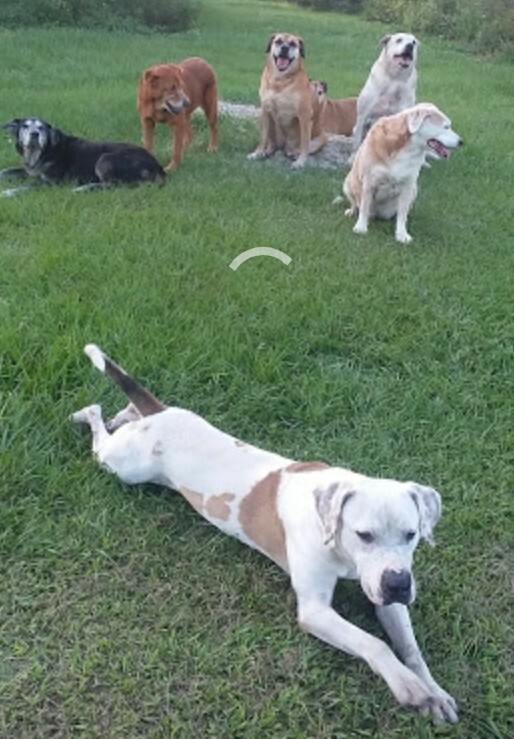 Chance, an adoptable American Bulldog in Boca Raton, FL, 33431 | Photo Image 6