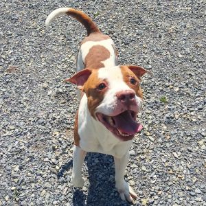 Dogs For Adoption Near Blacksburg Va Petfinder