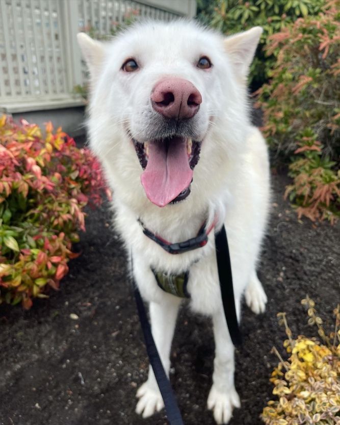 Dog for adoption - Kilo, an Alaskan Malamute Mix in Titusville, FL