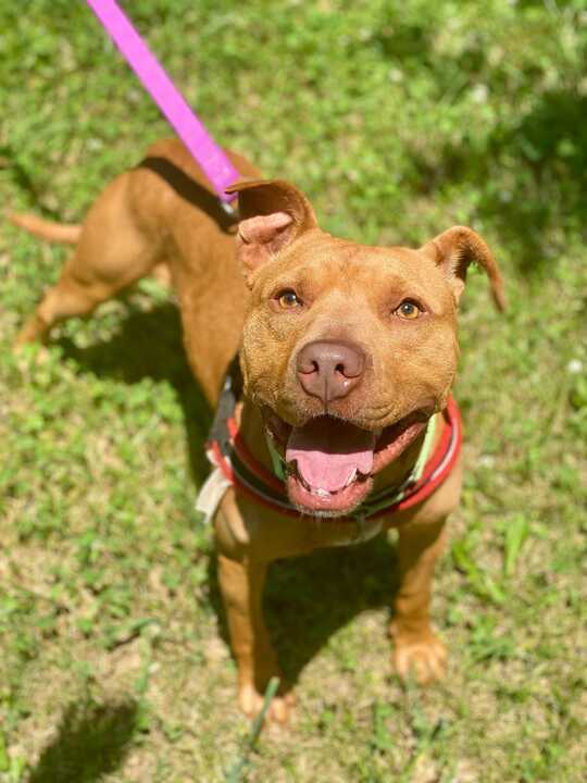 Roswell, an adoptable Pit Bull Terrier in Jackson, MI, 49202 | Photo Image 8