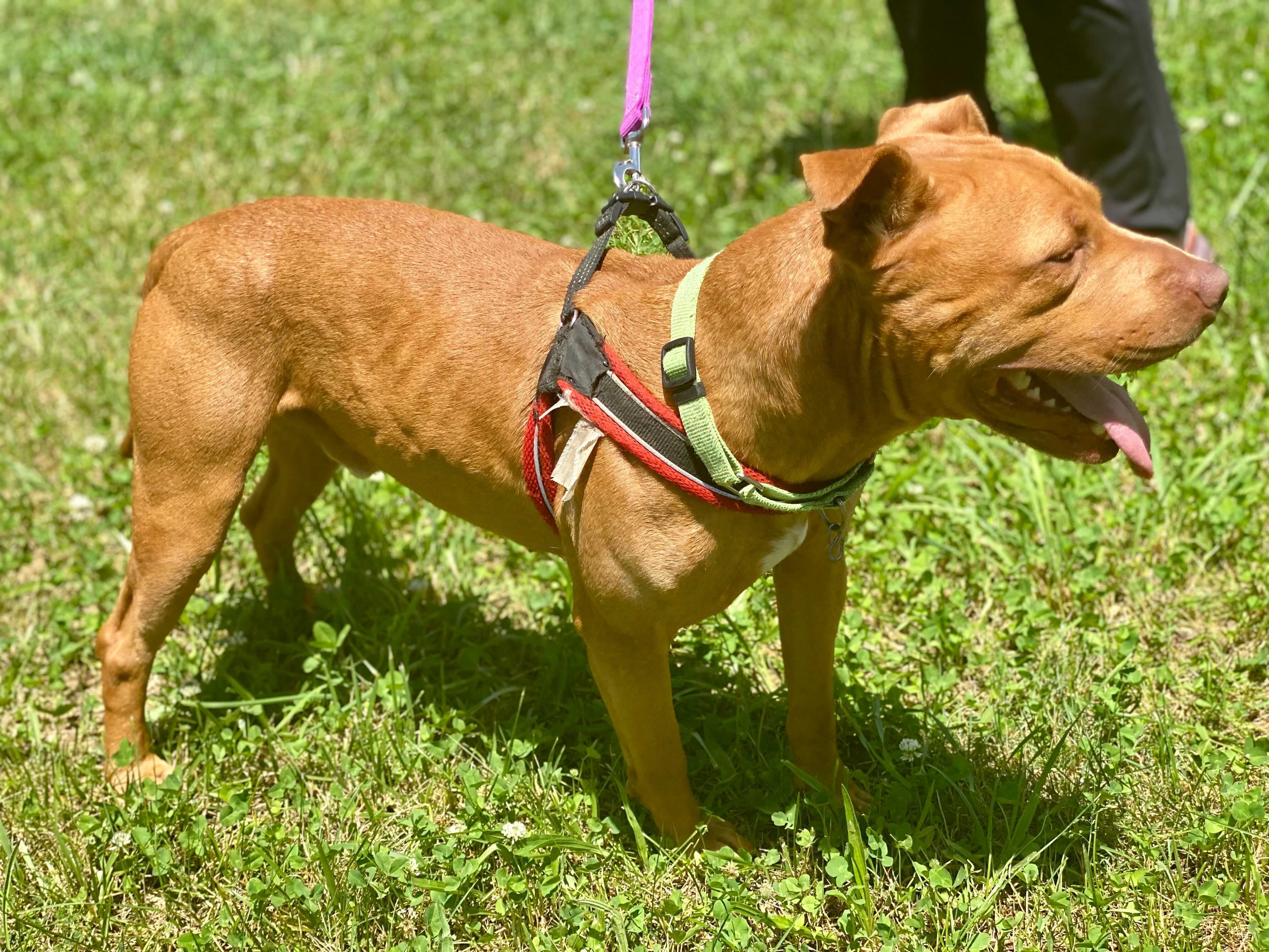 Roswell, an adoptable Pit Bull Terrier in Jackson, MI, 49202 | Photo Image 4