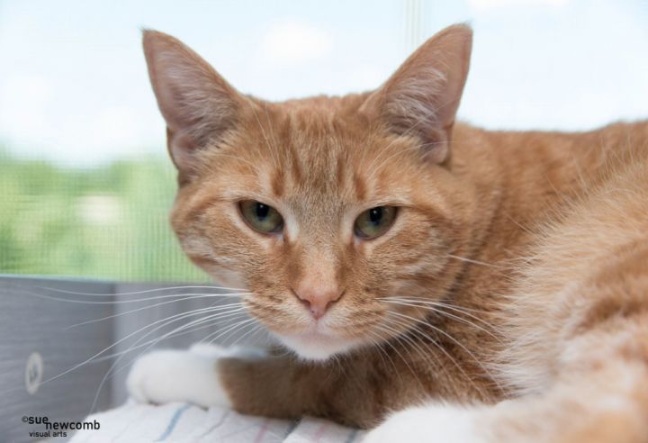 Cheese, an adoptable Domestic Short Hair in Shorewood, IL_image-1