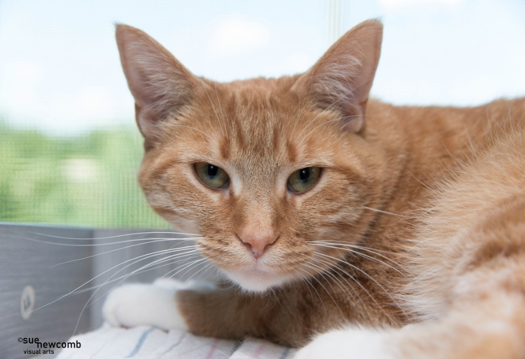 Cheese, an adoptable Domestic Short Hair in Shorewood, IL, 60431 | Photo Image 1