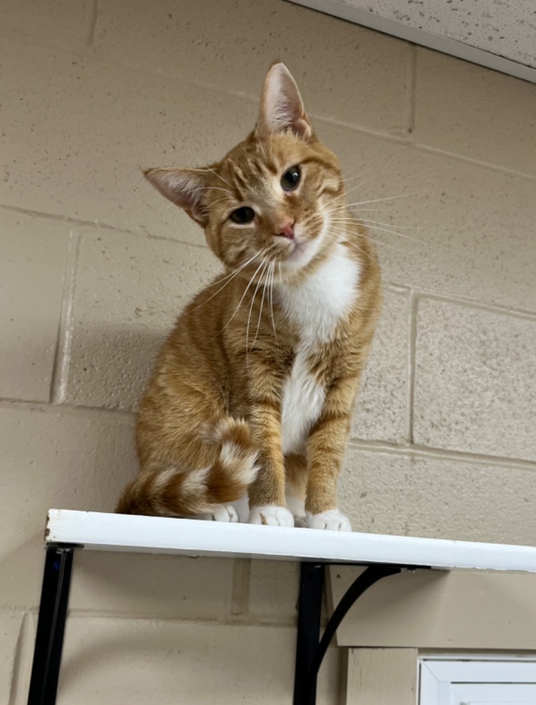 Cheese, an adoptable Domestic Short Hair in Shorewood, IL, 60431 | Photo Image 3