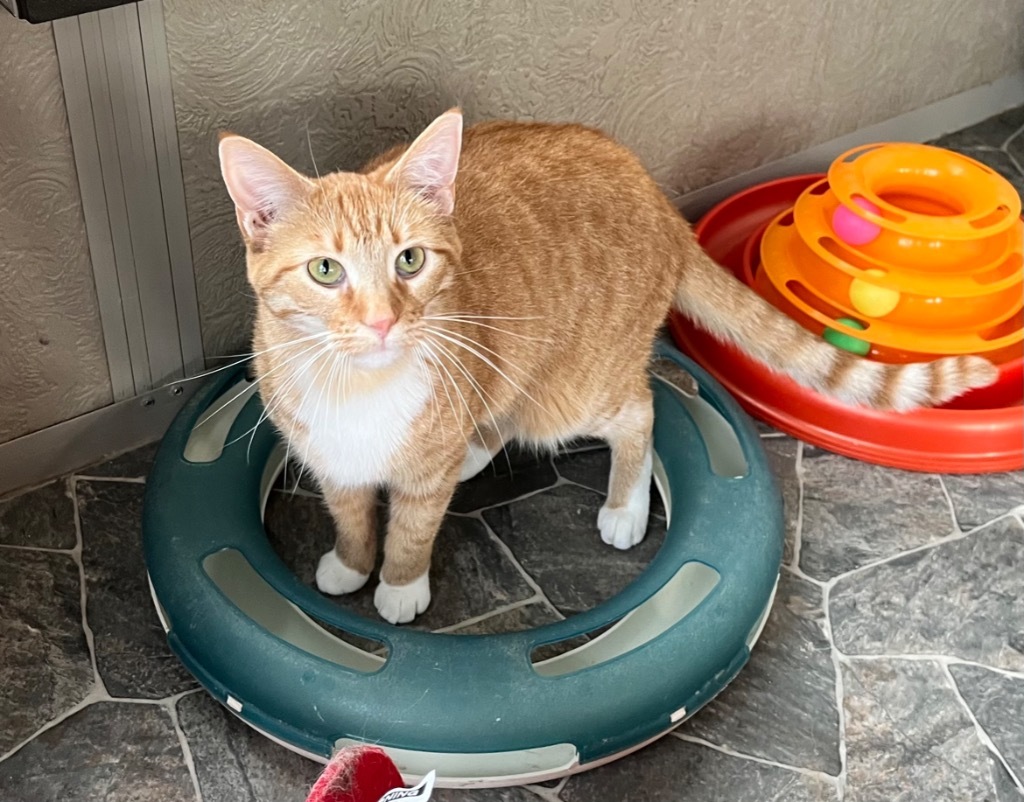 Cheese, an adoptable Domestic Short Hair in Shorewood, IL, 60431 | Photo Image 4