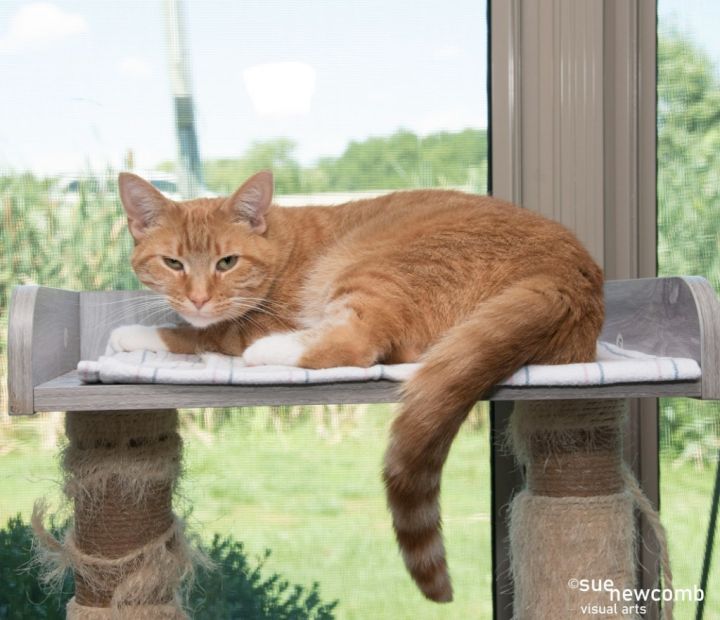 Cheese, an adoptable Domestic Short Hair in Shorewood, IL_image-5