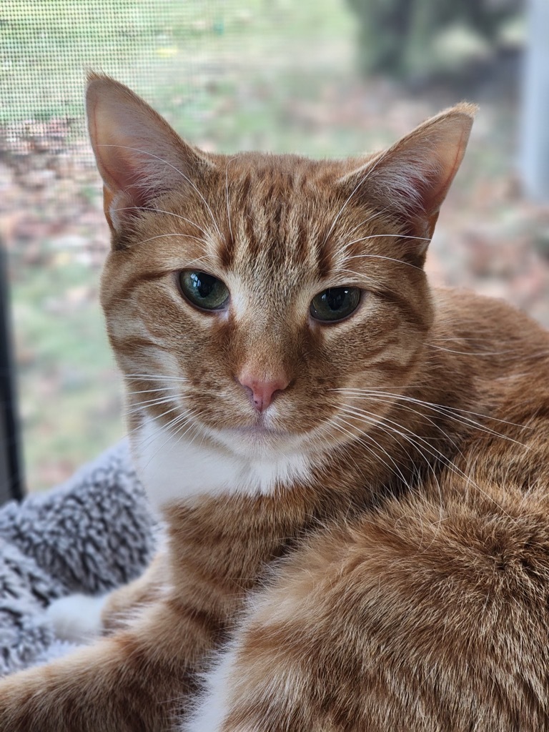 Cheese, an adoptable Domestic Short Hair in Shorewood, IL, 60431 | Photo Image 6