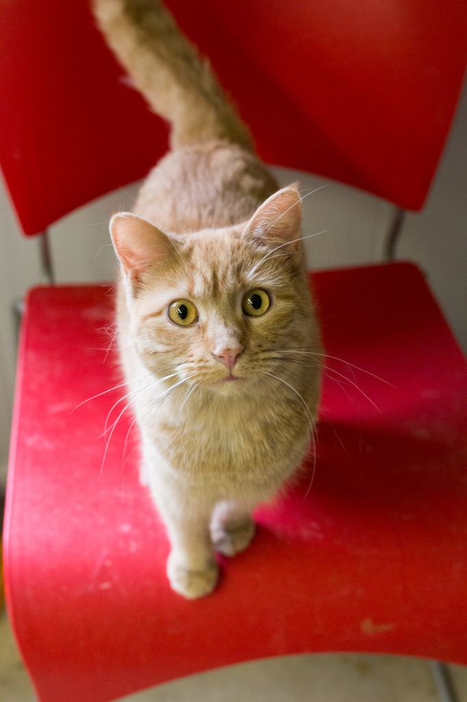 Sunflower, an adoptable Domestic Short Hair in Portland, IN, 47371 | Photo Image 1