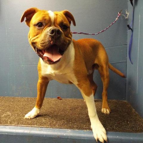 Cassius, an adoptable American Bulldog in Farson, IA, 52563 | Photo Image 2