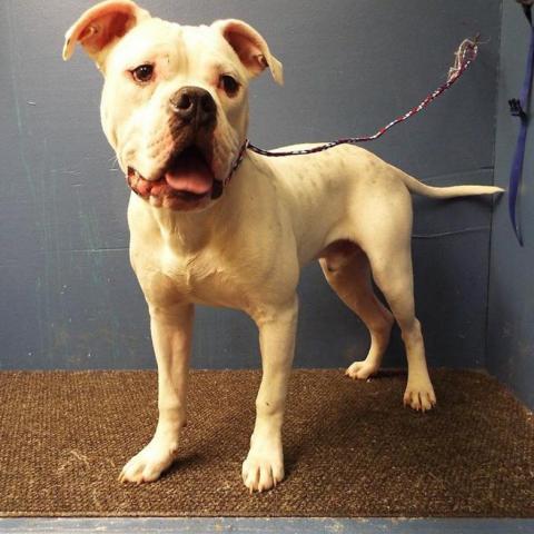 Callum, an adoptable American Bulldog in Farson, IA, 52563 | Photo Image 2