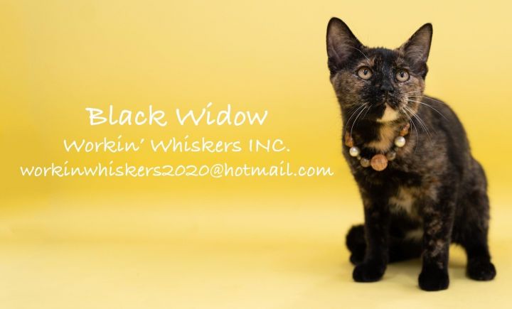 BLACK WIDOW 1