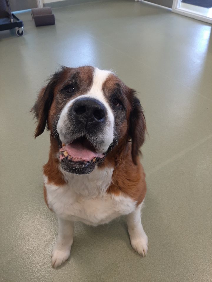 Bernadene, an adoptable Saint Bernard in Lake Odessa, MI