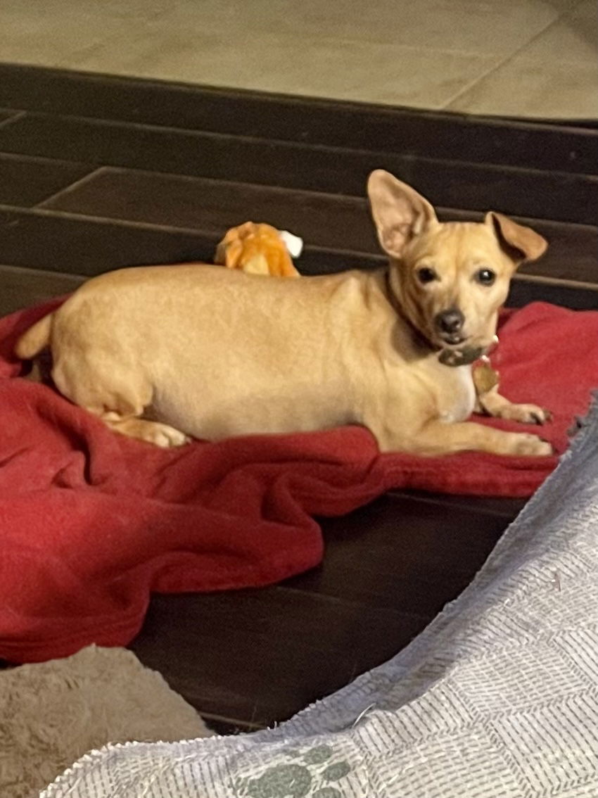 Nala, an adoptable Chihuahua in Apple Valley, CA, 92307 | Photo Image 1