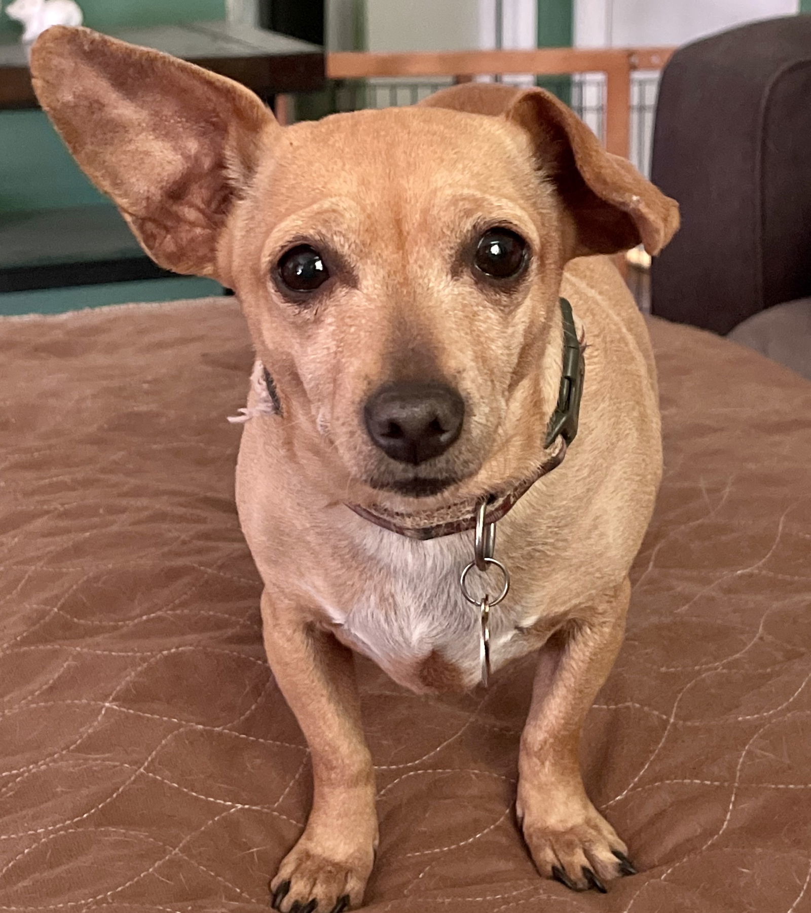 Nala, an adoptable Chihuahua in Apple Valley, CA, 92307 | Photo Image 2