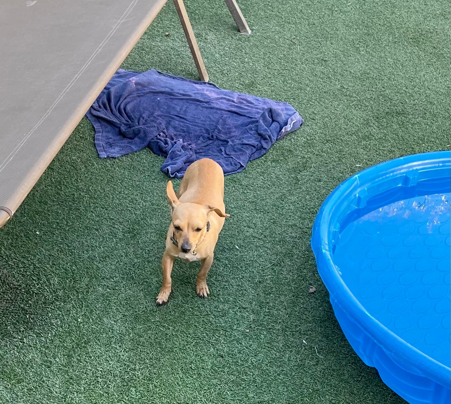 Nala, an adoptable Chihuahua in Apple Valley, CA, 92307 | Photo Image 3