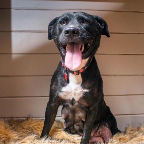 Indy, an adoptable Pit Bull Terrier, Black Labrador Retriever in West Jordan, UT, 84084 | Photo Image 1